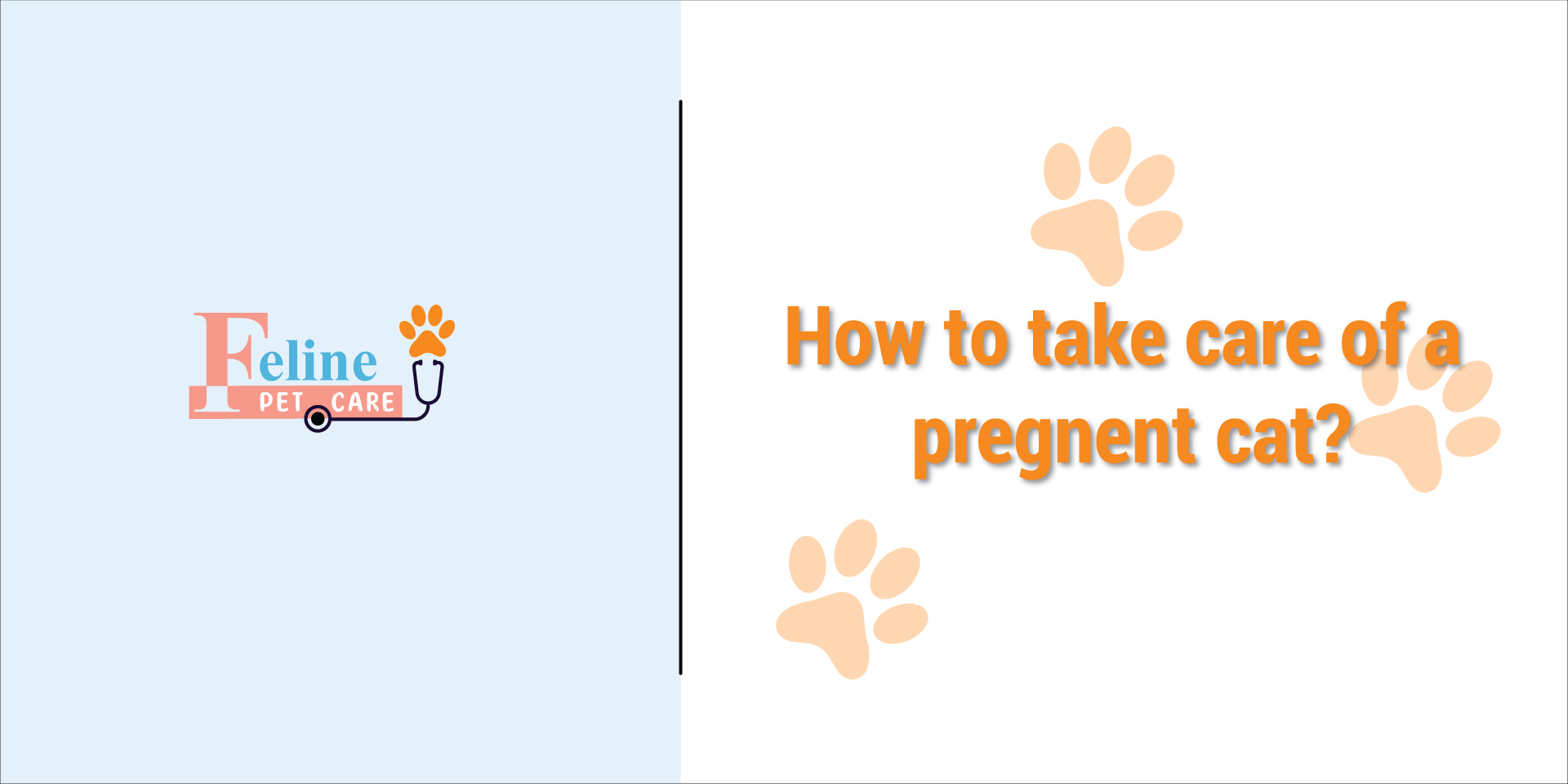 How to take care of a pragnent cat?