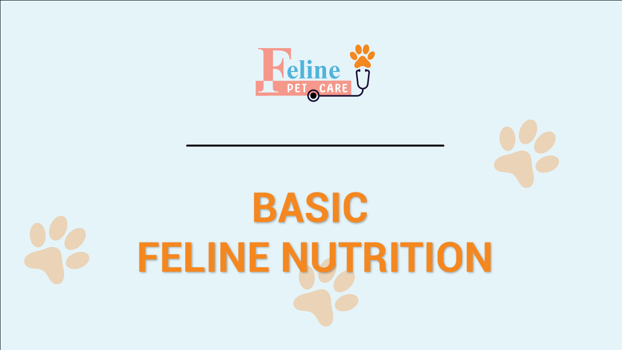 BASIC FELINE NUTRITION